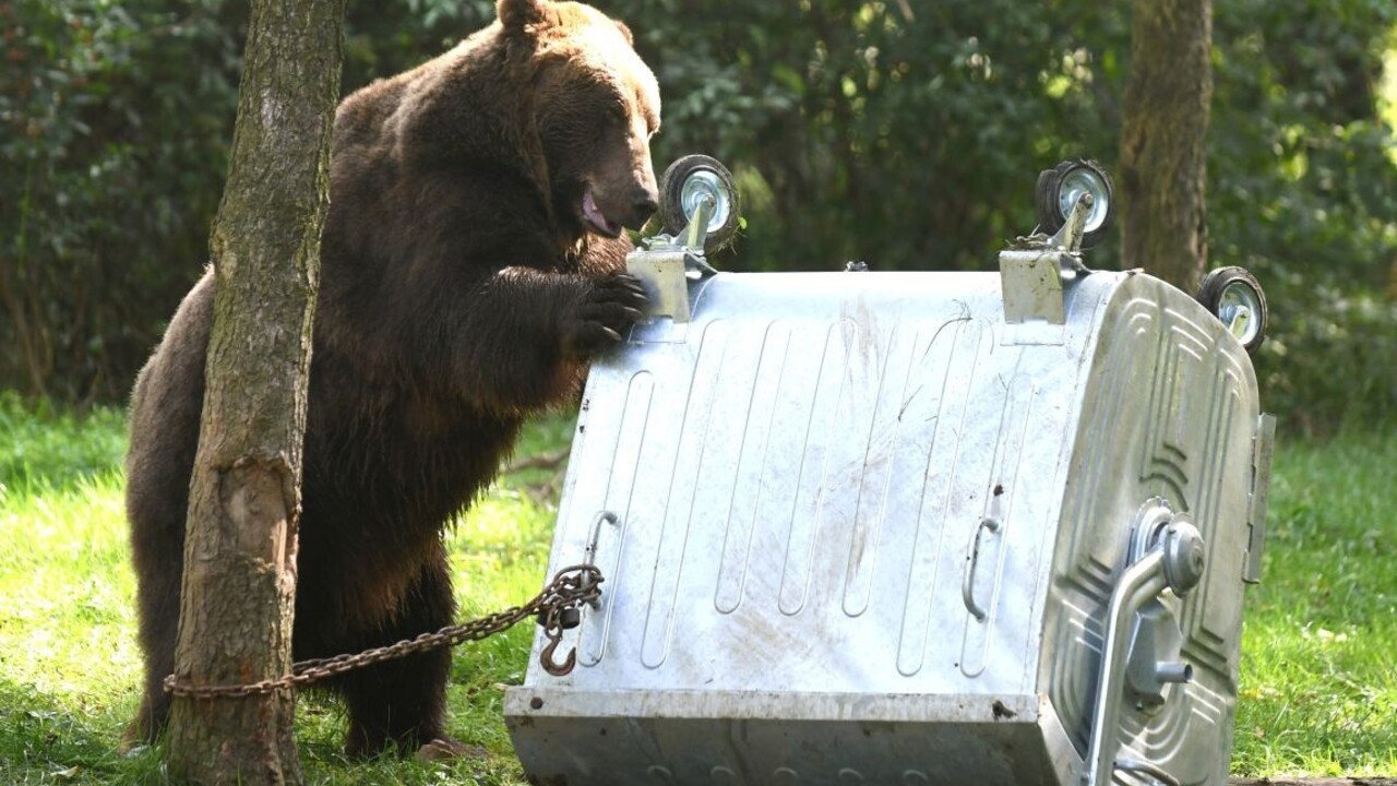Medvede už prichádzajú aj do mesta, primátor žiada o pomoc