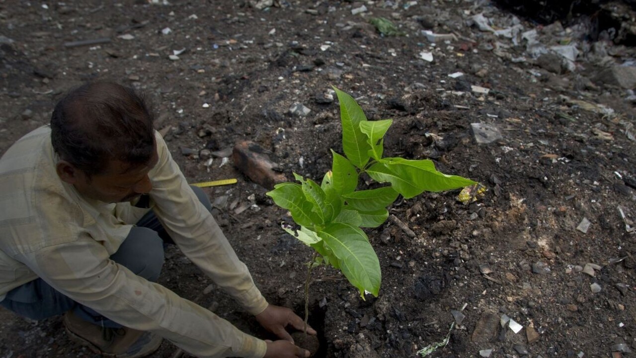Milióny stromov vysadili za jeden deň, chcú obnoviť svoju krajinu