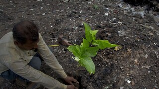 Milióny stromov vysadili za jeden deň, chcú obnoviť svoju krajinu