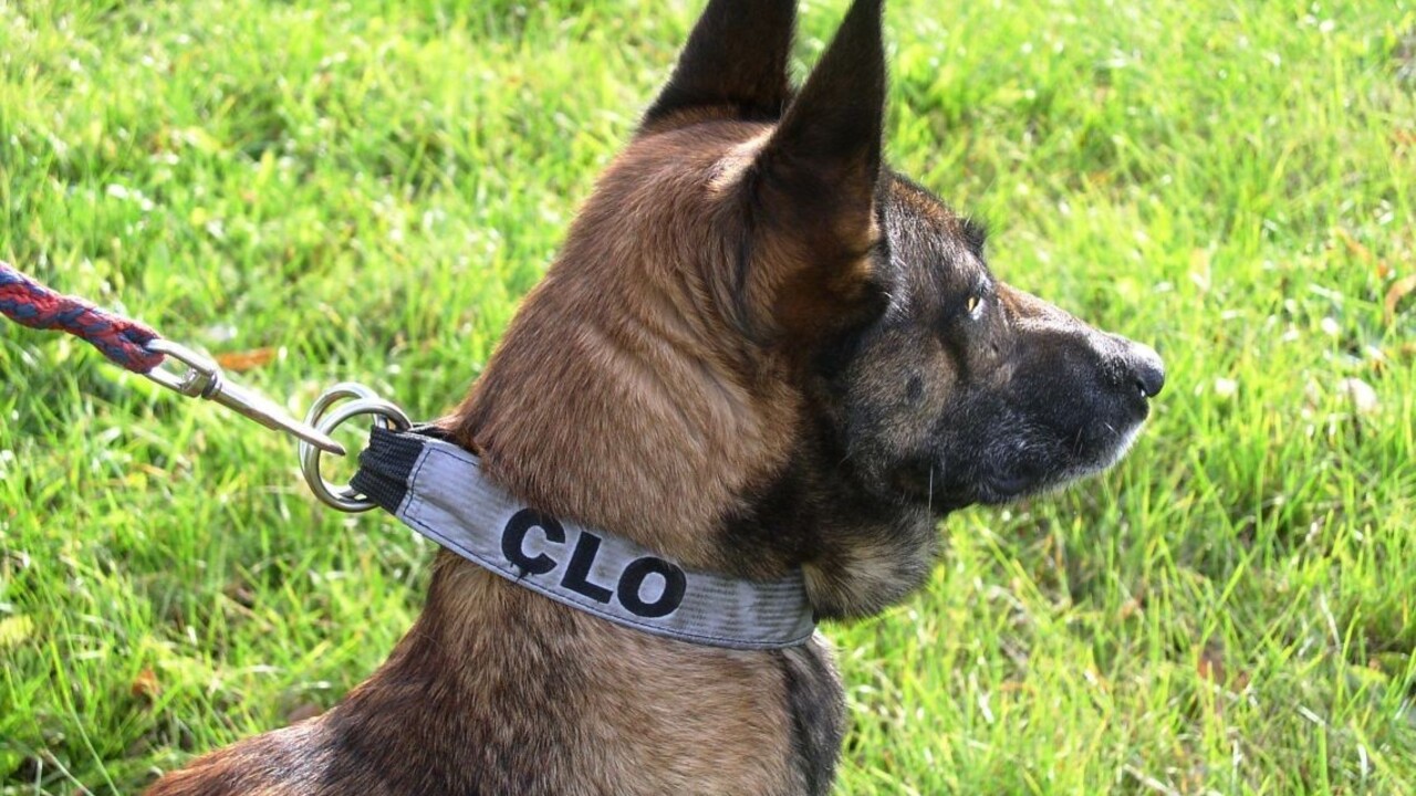 Hľadajú páchateľov i drogy. Štvornohí policajti zo Slovenska slúžia v USA