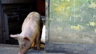 Nezostala ani jedna. Pre africký mor utratili všetky ošípané