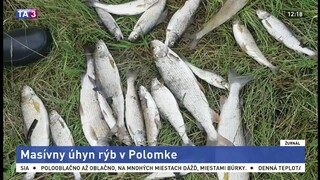 V Polomke uhynulo množstvo rýb, miestni rybári vinia elektráreň