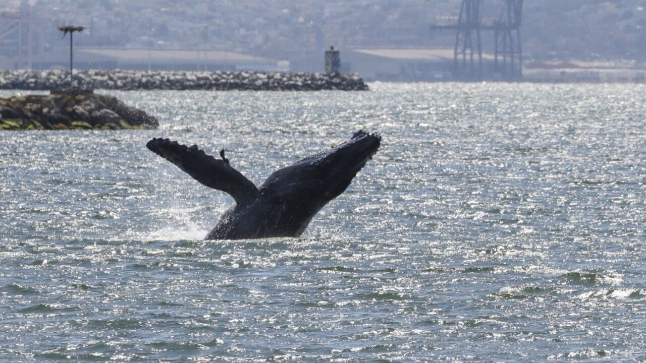 Zachytili unikátny moment. Vráskavec takmer zjedol uškatca