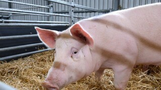 Mor ošípaných sa na Slovensku rozšíril, potvrdili druhý prípad