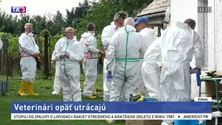 Veterinári opäť utrácajú, ide už o druhé ohnisko afrického moru
