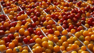 paradajky zelenina výživa 1140px (SITA/AP)