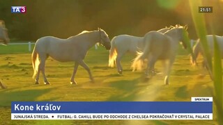 Kone kráľov / Celebritné nepodarky