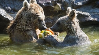 Francúzi zápasia s medveďmi. Vládu žiadajú, aby ich odstránila z hôr