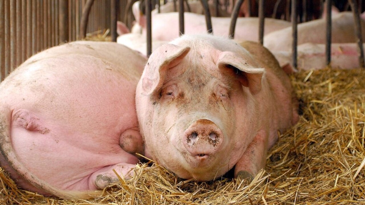 Chovateľom pre mor vyzabíjali zvieratá. Môžu žiadať odškodné