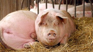 Chovateľom pre mor vyzabíjali zvieratá. Môžu žiadať odškodné