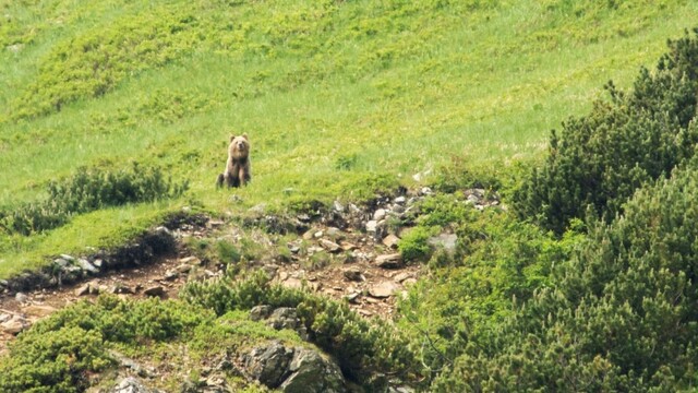Medveď útočil na turistu. Buďte maximálne opatrní, vyzvali lesníci