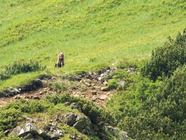 Medveď útočil na turistu. Buďte maximálne opatrní, vyzvali lesníci