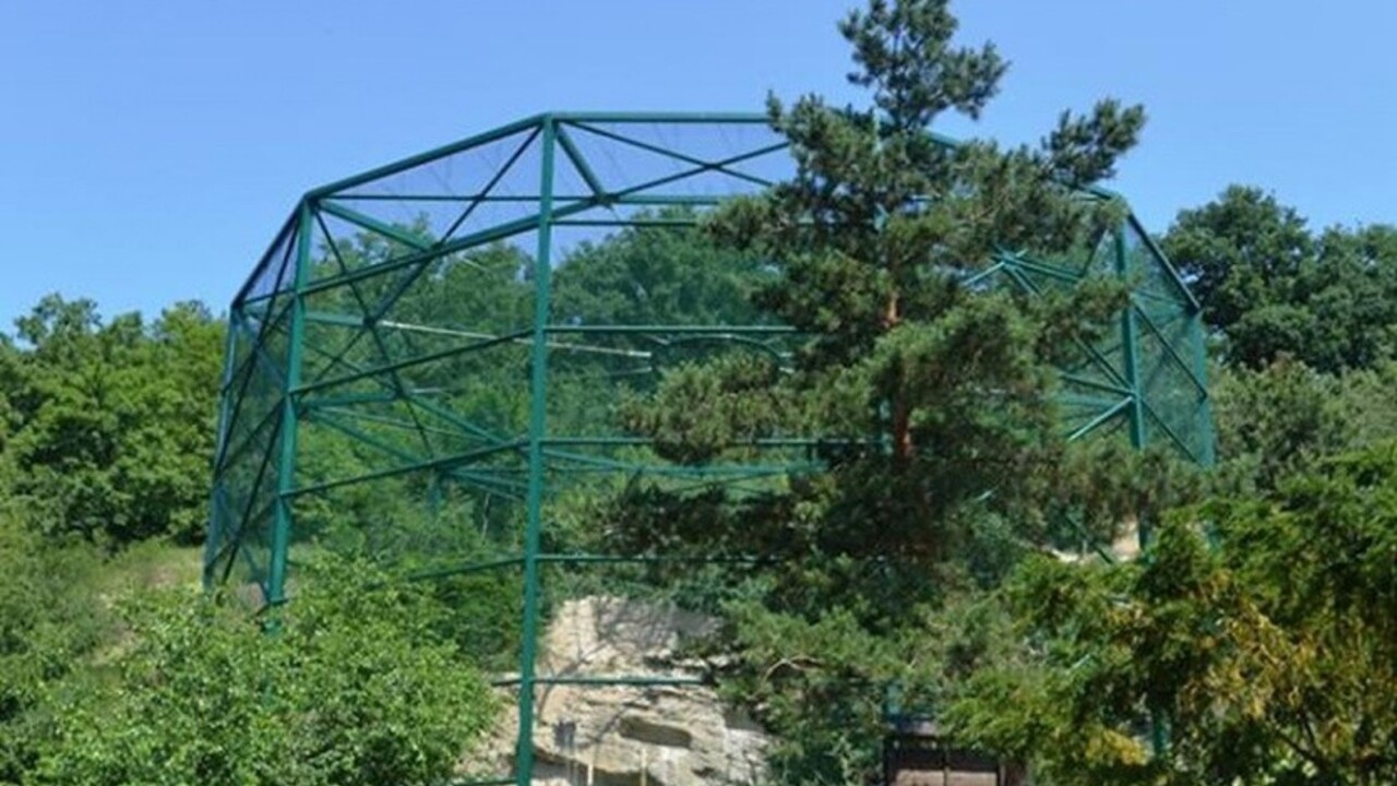 Vzácna panda je na úteku, podarilo sa jej utiecť z českej ZOO