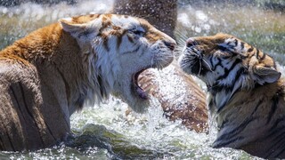 V byte Slovenky objavili tigrie mláďatá, šelmy našli vo vani