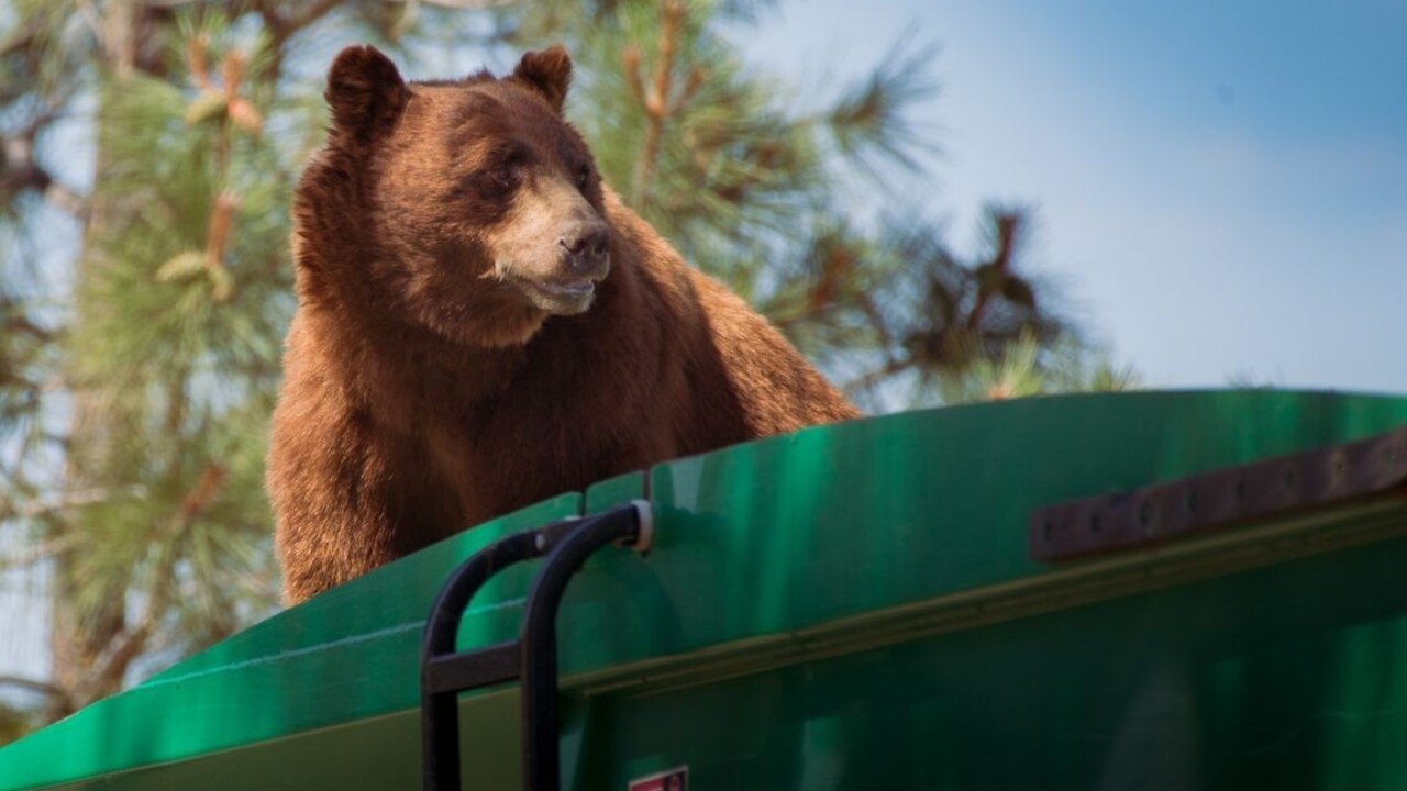 Policajt išiel preveriť drogový prípad, na jeho auto spadol medveď