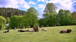 Štát chce zvýšiť počty dobytka na Slovensku, chová sa čoraz menej