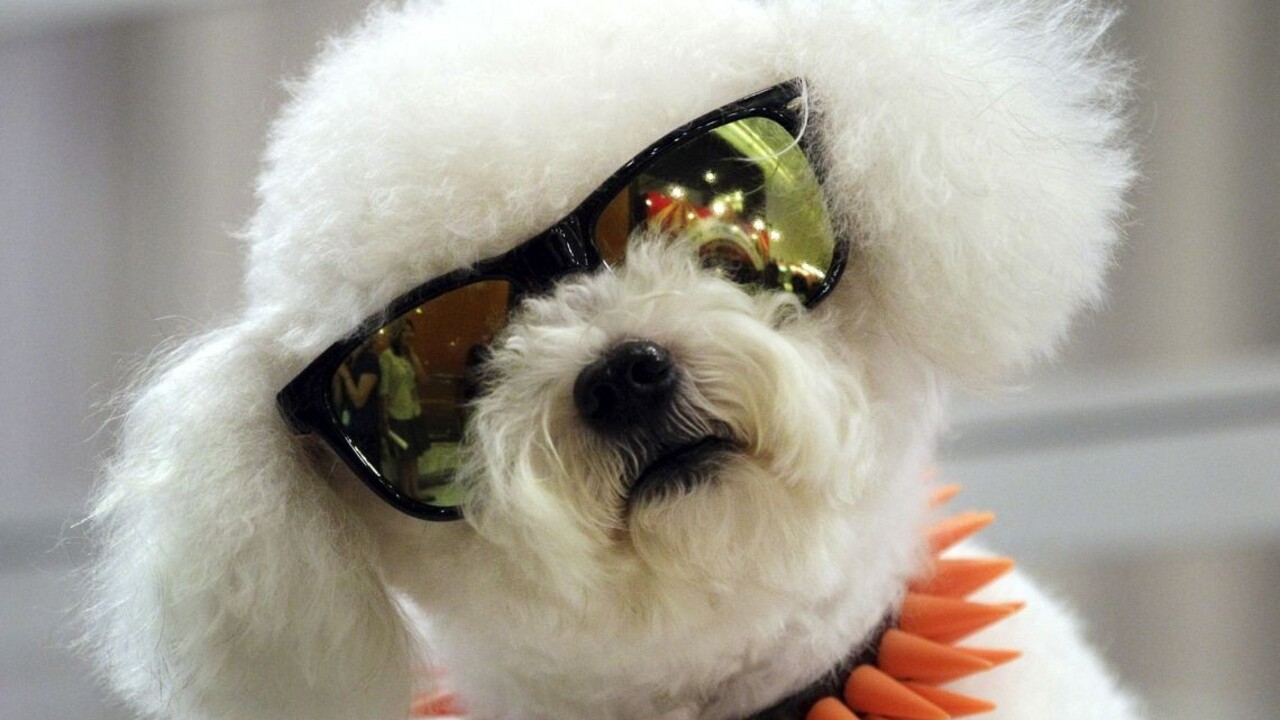 Nástroj proti stresu, pomocník pre vzťahy. Pes v práci má výhody