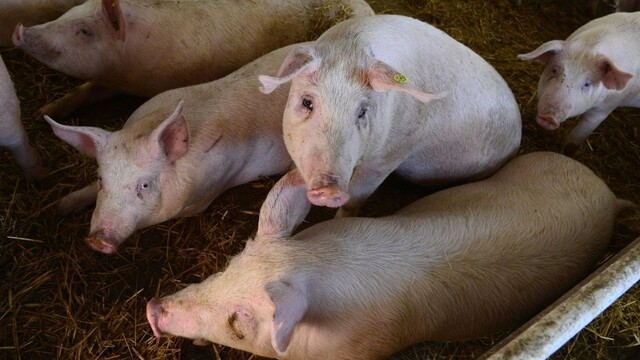 Africký mor ošípaných potvrdili v ďalšej slovenskej obci