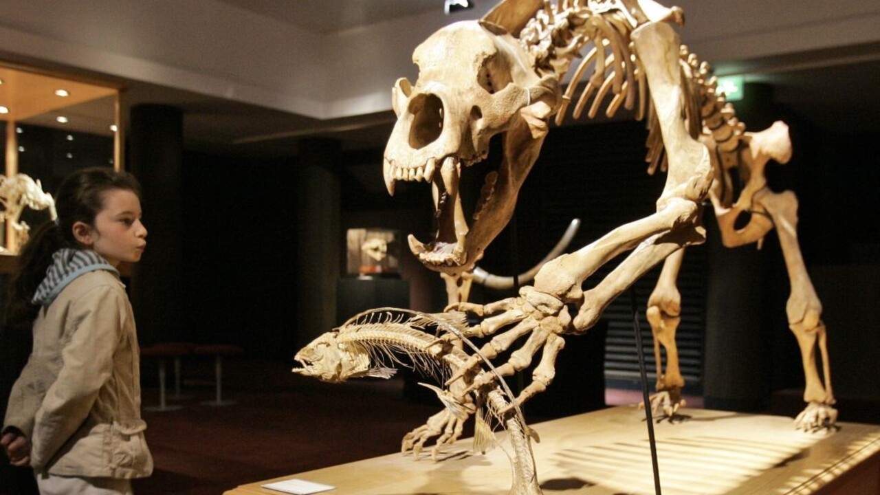 Zistili, prečo vyhynul postrach praľudí, medveď jaskynný