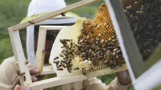 Spolok včelárov oslavuje storočnicu, zišli sa v skanzene
