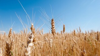 Poľnohospodári bilancujú, ich očakávania narušili vrtochy počasia