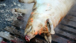 Mor sa šíri, v obciach zabíjajú ošípané. Poľovníci dostanú boxy