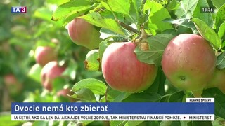 Ovocie nemá kto zbierať. Ovocinári ročne rušia stovky hektárov sadov