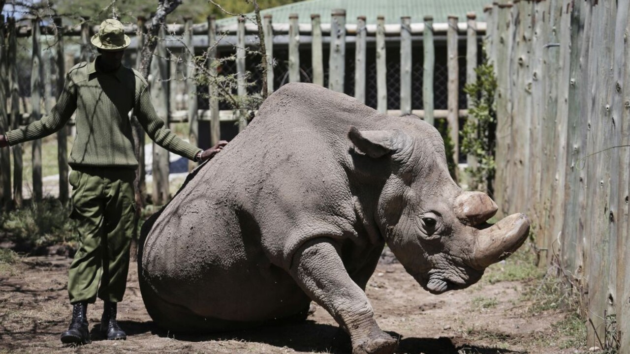 Poslednú nádej na záchranu nosorožca priniesli zmrazené spermie