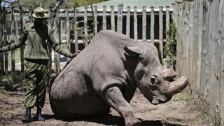 Poslednú nádej na záchranu nosorožca priniesli zmrazené spermie