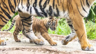 Príbeh tigríčat, ktoré odobrali Slovenke, má smutný koniec