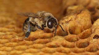 včela med plást hmyz 1140px (SITA/AP)