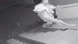 V Petržalke zachránili mesiace týranú a bitú mladú ženu