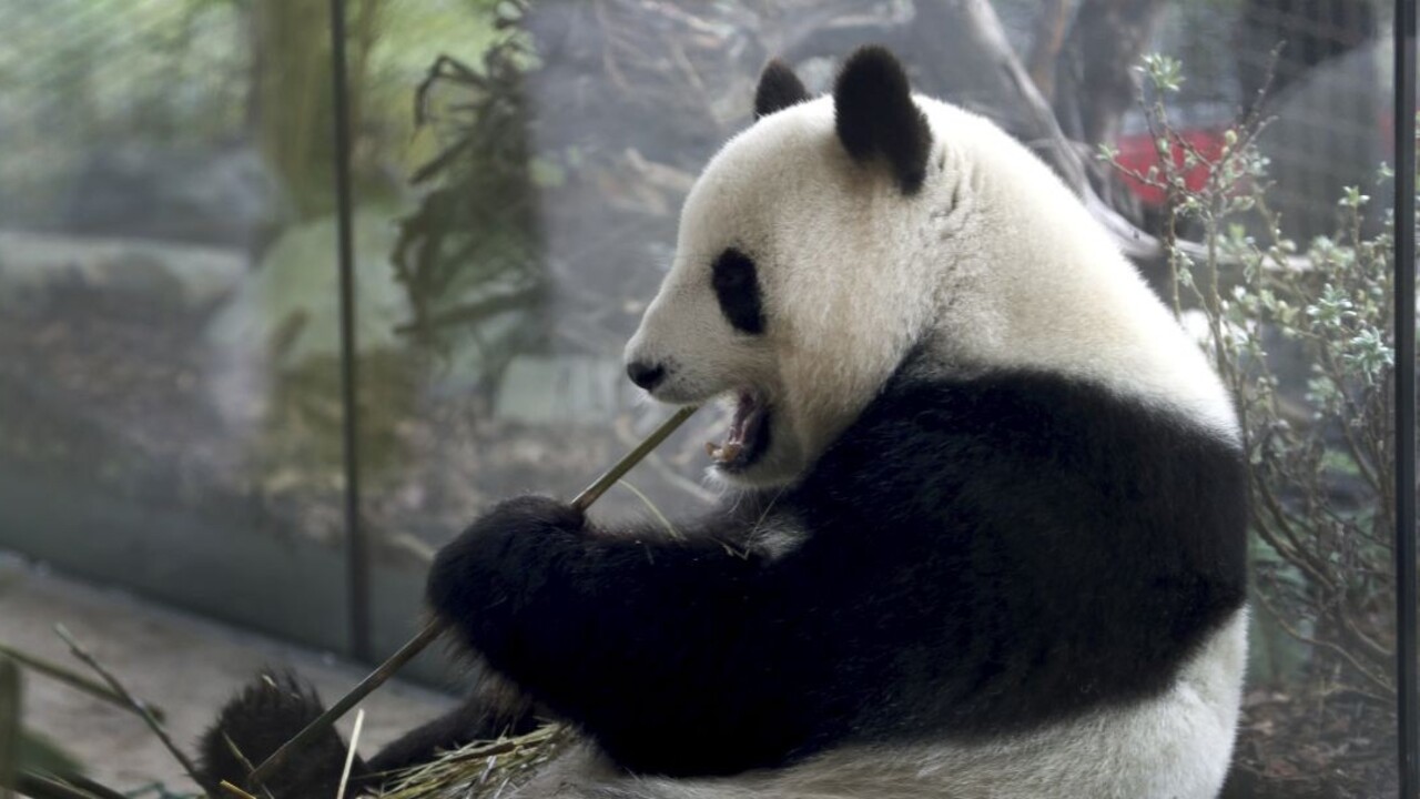 V berlínskej zoo oslavujú, Meng Meng porodila pandie dvojčatá
