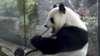 V berlínskej zoo oslavujú, Meng Meng porodila pandie dvojčatá