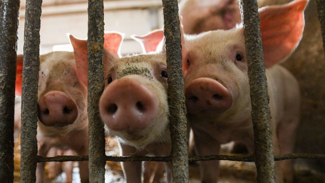 Boj s africkým morom pokračuje, zakázali vstup do časti revírov