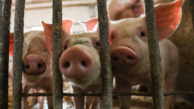 Boj s africkým morom pokračuje, zakázali vstup do časti revírov