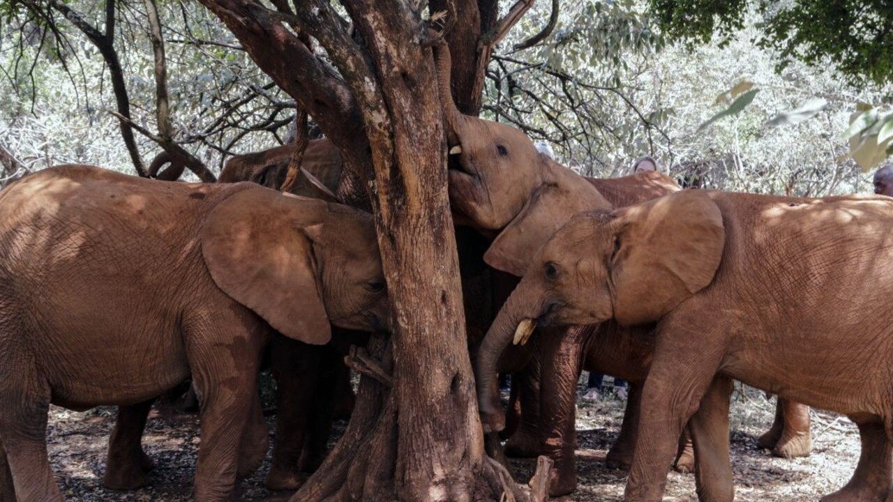 Koniec divých zvierat v cirkusoch. Dáni sa chystajú vykúpiť slony