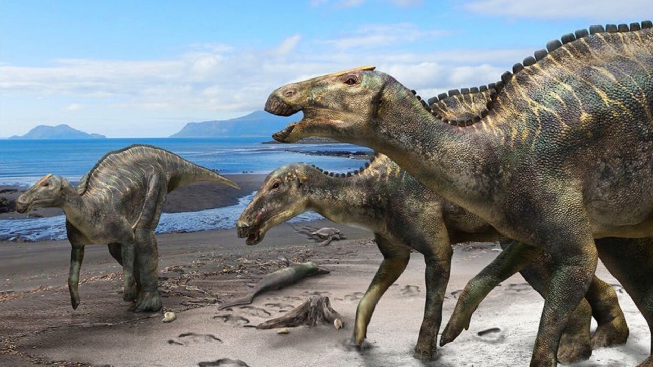 Japonci objavili svojho najväčšieho dinosaura, žil pred kataklyzmou