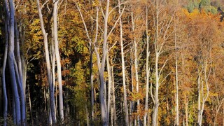 V lesoch v Bratislave môžu použiť chémiu, aktivisti podali žaloby