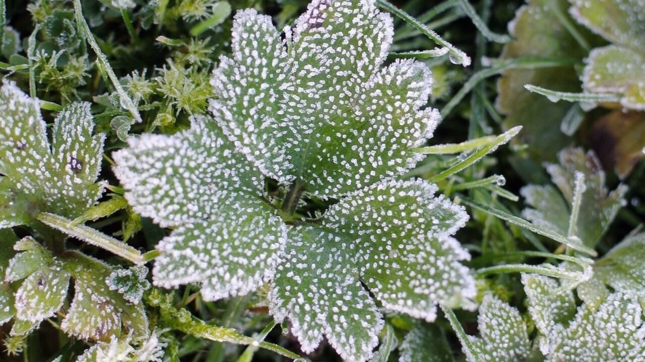 Meteorológovia varujú pred prízemným mrazom, kde sa vyskytne?