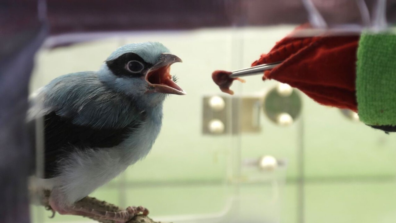 U protinožcov sa začala stračia sezóna, agresívne vtáky majú obeť