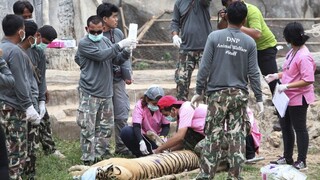 Desiatky tigrov, ktoré zachránili z budhistického kláštora, uhynuli
