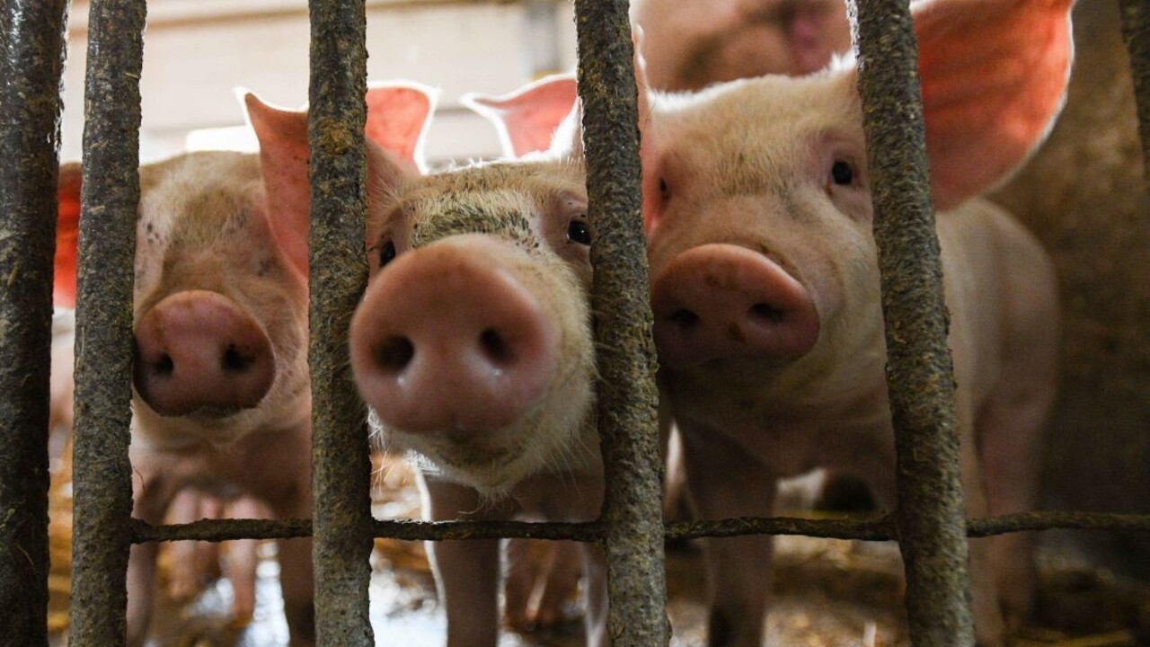 S africkým morom bojuje aj Rusko, ponúklo nám spoluprácu