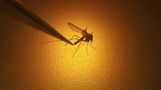 Prelomový pokus s komármi znížil prípady nebezpečnej horúčky až o 77 %