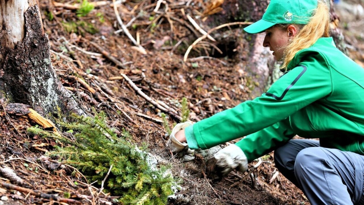 V Tatrách idú sadiť stromy vo veľkom, pridať sa môže každý
