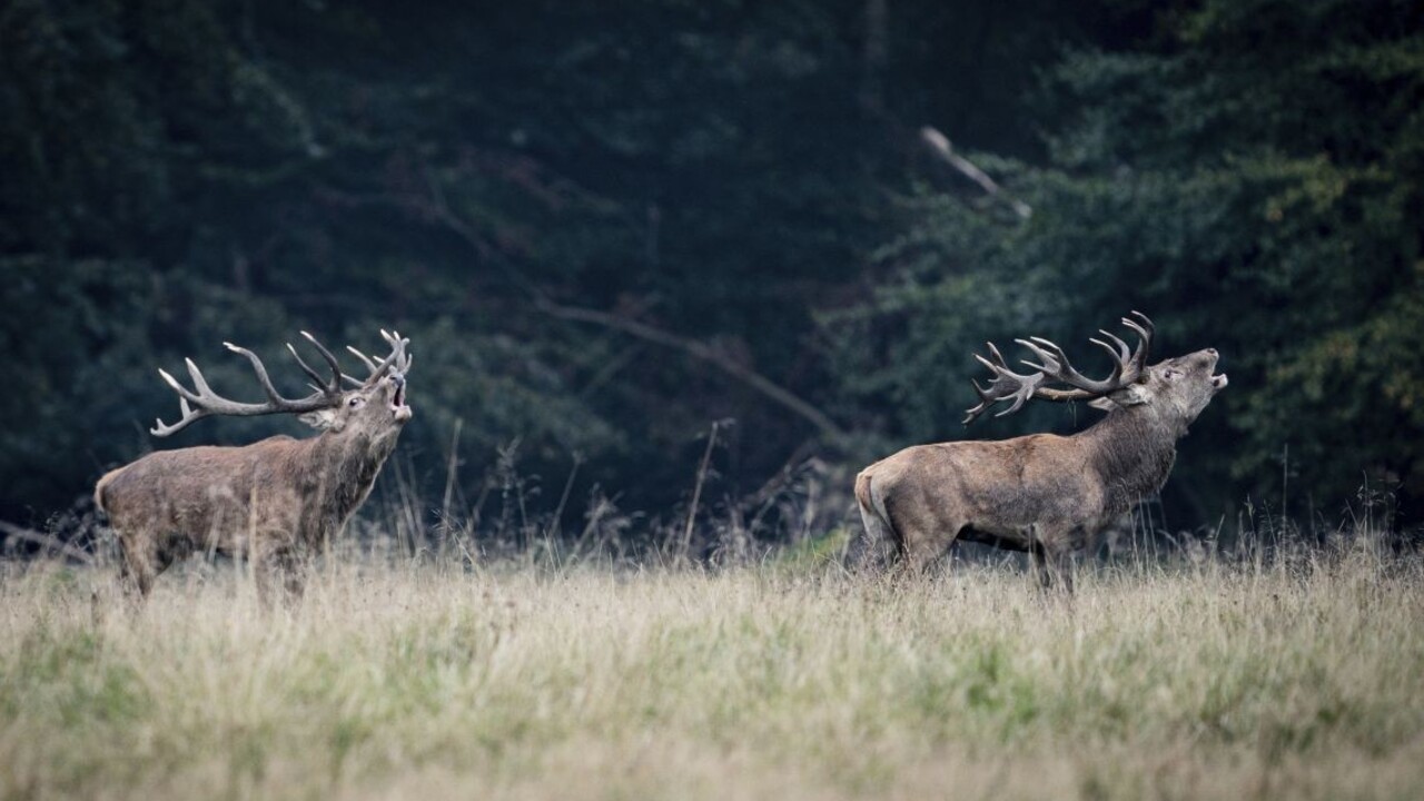 Chcel nový kožuch? Do butiku s krojmi vošiel návštevník z lesa