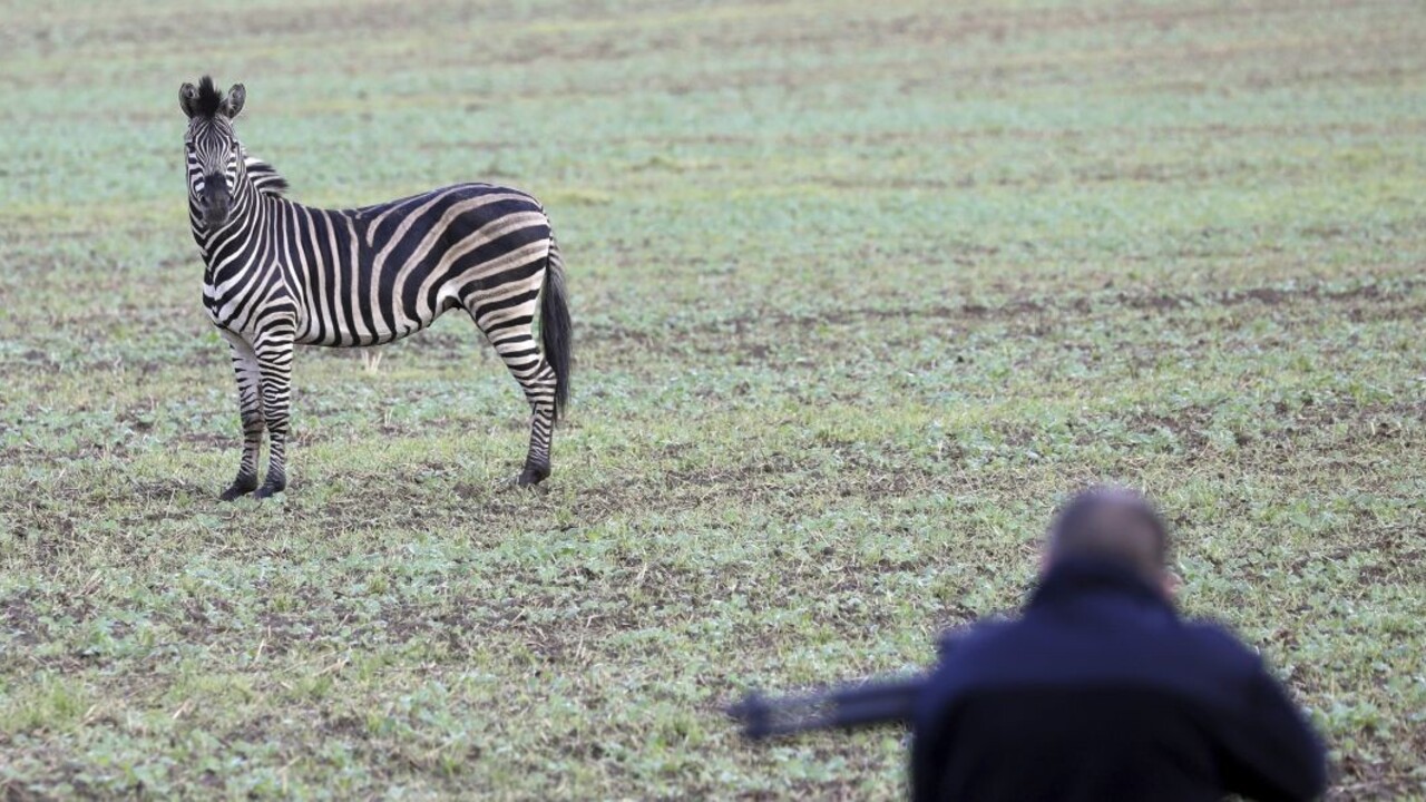 Zebra po úteku z cirkusu spôsobila nehodu na diaľnici, museli ju zastreliť