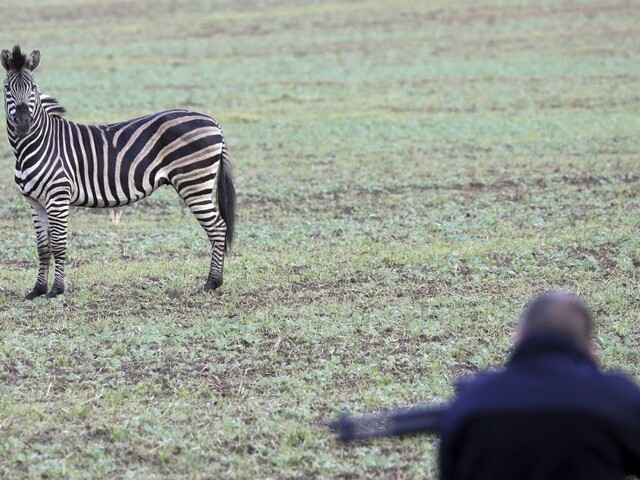 Zebra po úteku z cirkusu spôsobila nehodu na diaľnici, museli ju zastreliť