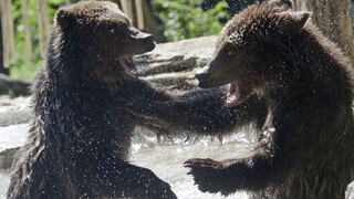 Tatranské medvede prekonali zábrany, jedia odpadky z kontajnerov