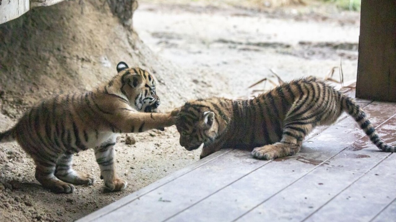 Slovenka, ktorá chcela zachrániť dve tigríčatá, spoznala svoj trest